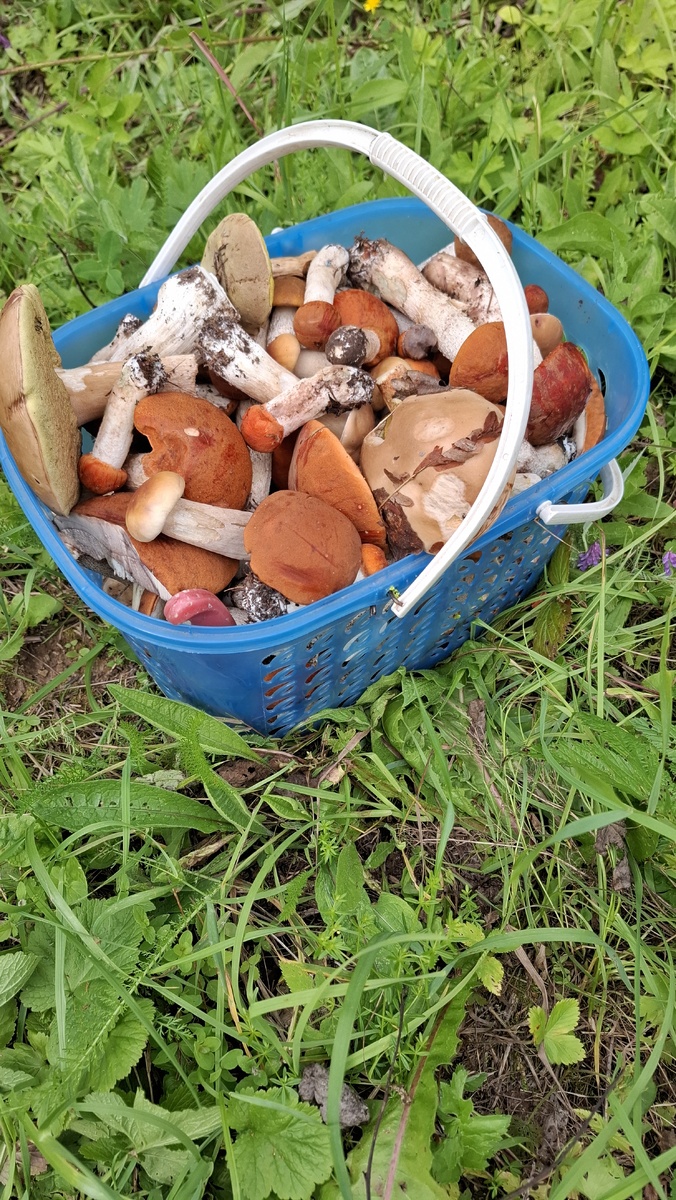 Вот наш "улов" за час!