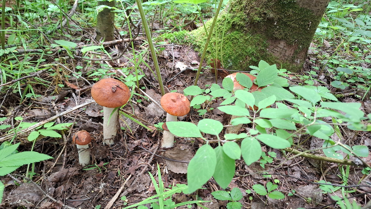 Найди 5 грибов!