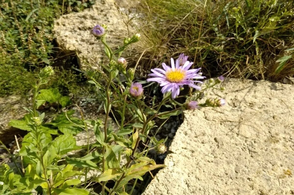    Тюменским дачникам рассказали, как вырастить здоровые и пышные астры