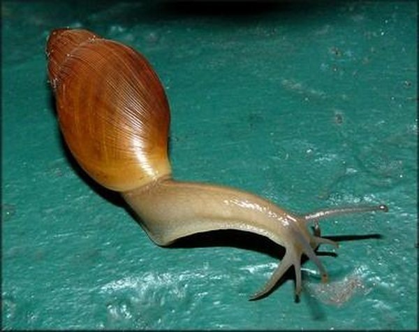 фотоwww.jaxshells.org