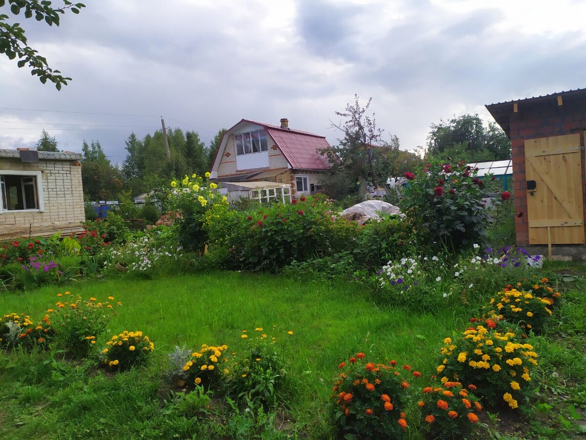 За георгинами спрятаны грядки