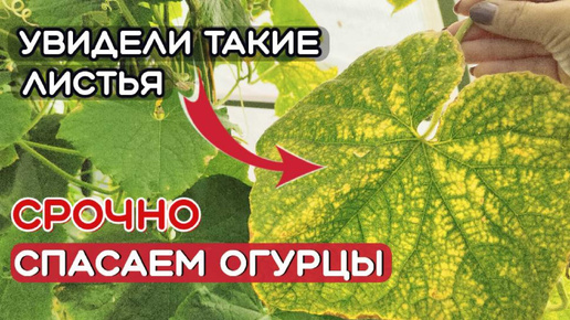 ПАУТИННЫЙ КЛЕЩ на огурцах. КАК избавиться? СПАСАЕМ огуречную грядку.