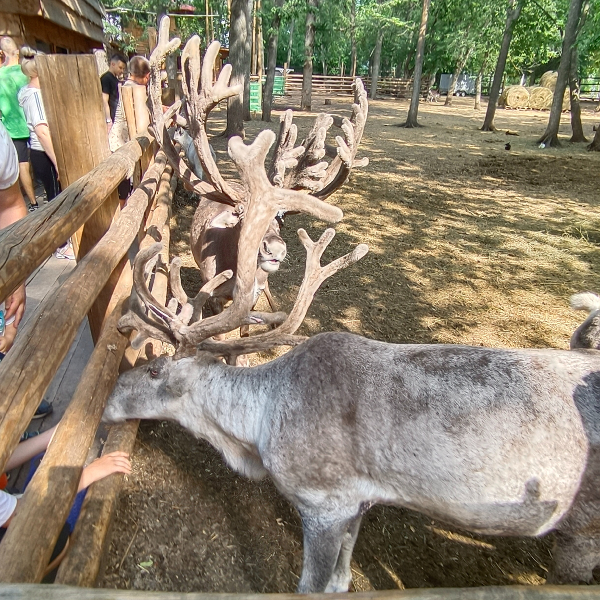 Фото автора. Кафе Сказка, п. Управленческий