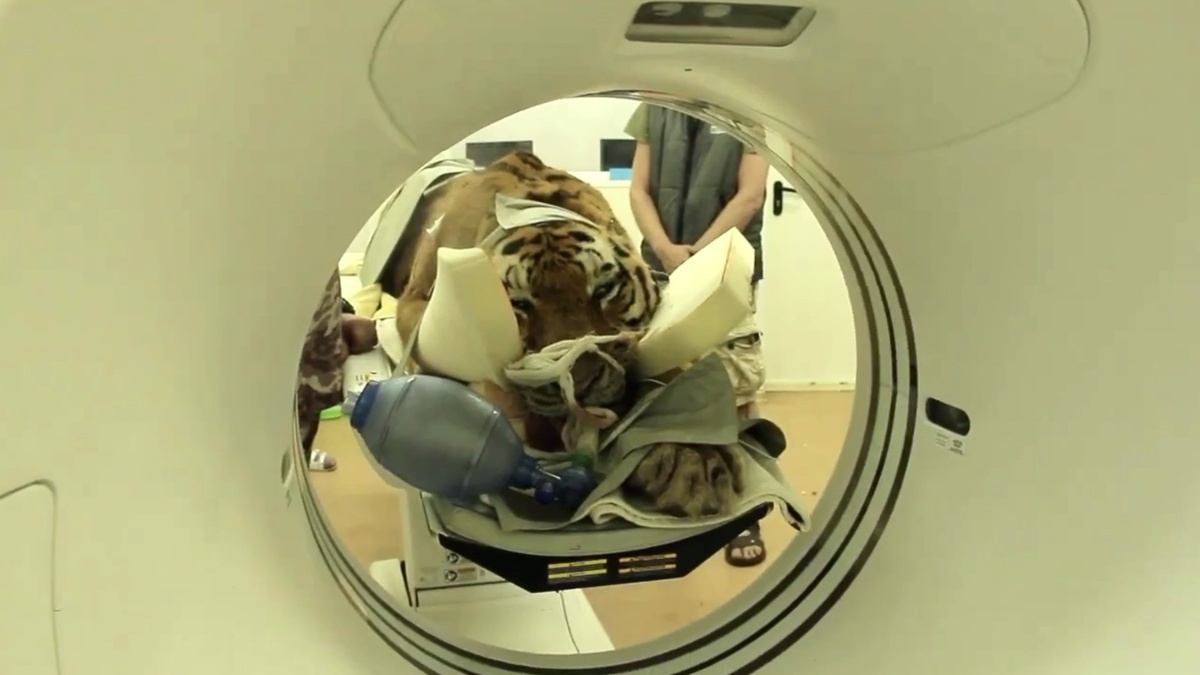     Источник: amurtigercenter