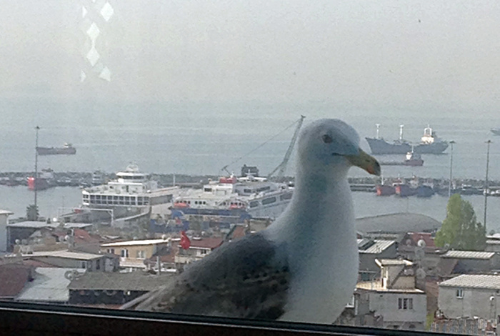 Чайка терроризирует торговцев в деревне Уайк Реджис Англия. За два месяца птица нагло украла больше 30 пачек чипсов / Фото: epigraph.info