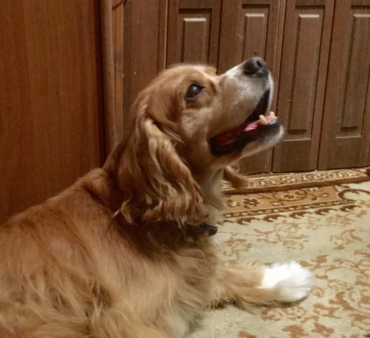 Бонисар, про которого написали целый рассказ. Фото автора