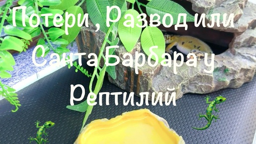 Потери, Развод или Санта Барбара у рептилий 🦎🦎🦎