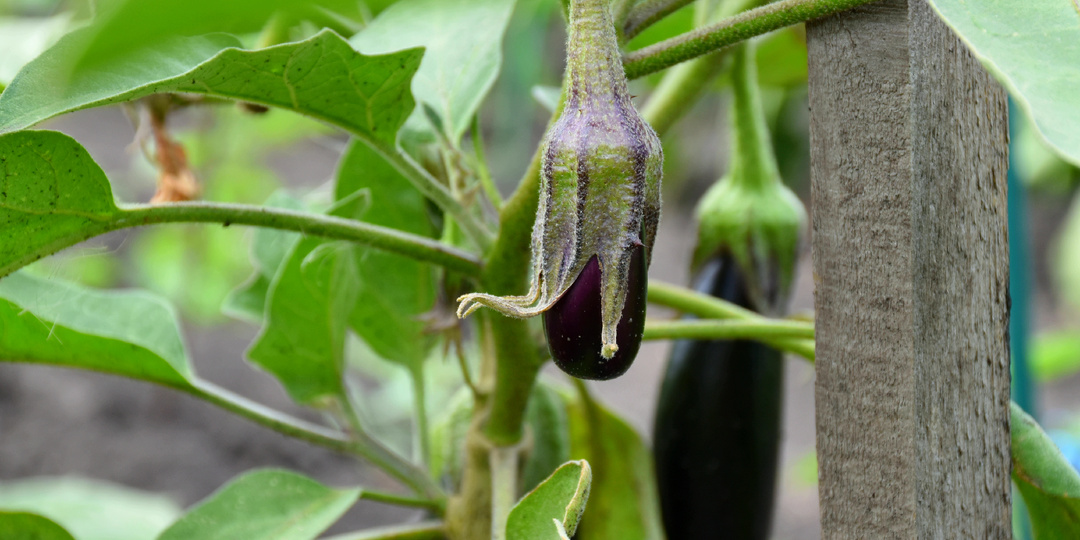 "Баклажаны цветут и наливают плоды": пора вносить следующую подкормку (кусты сформируют больше завязи и дадут обильный урожай)