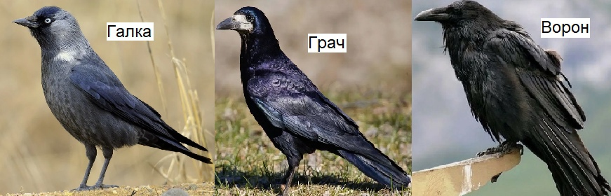 Галка, грач и ворон. 