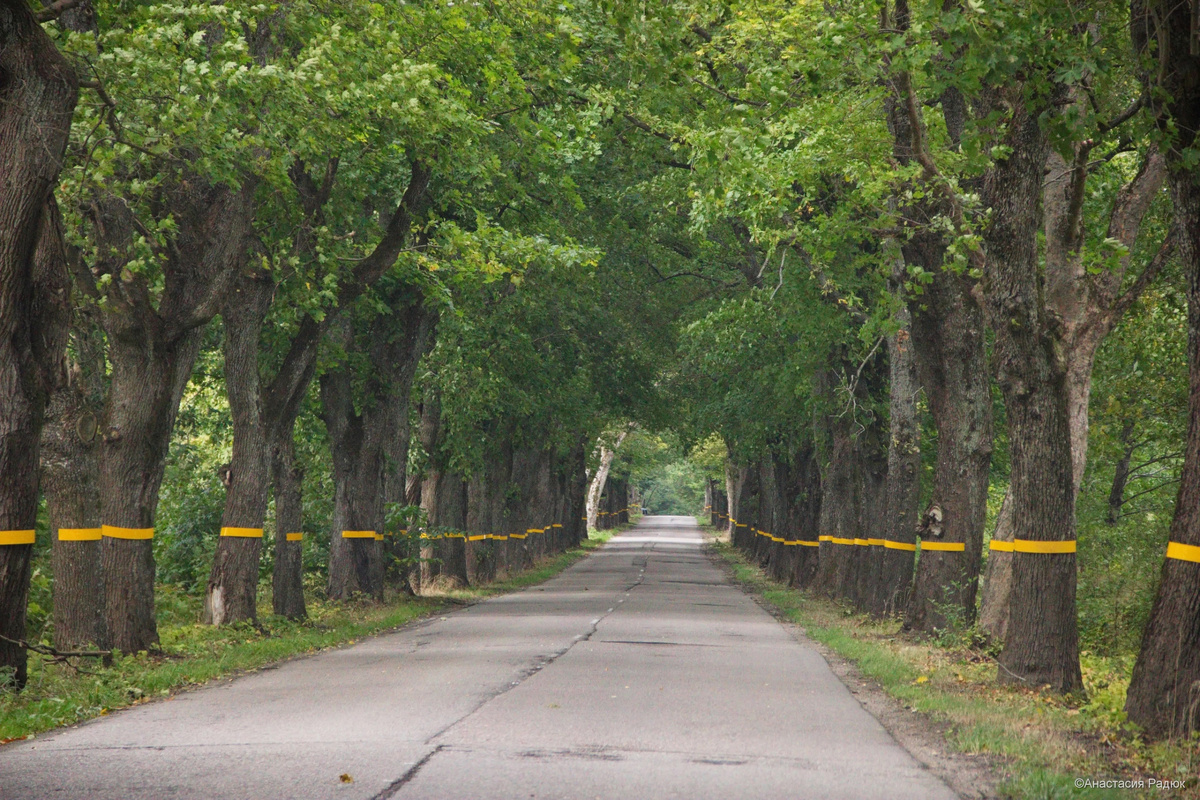 Придорожные аллеи в окрестностях посёлка Логвино