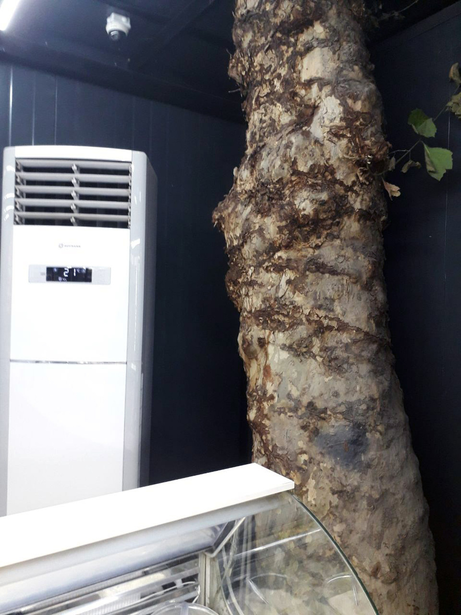 древо жизни