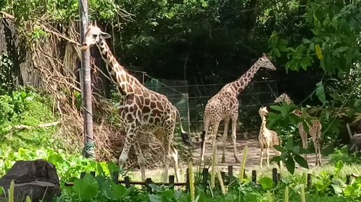 National zoo Kuala Lumpur