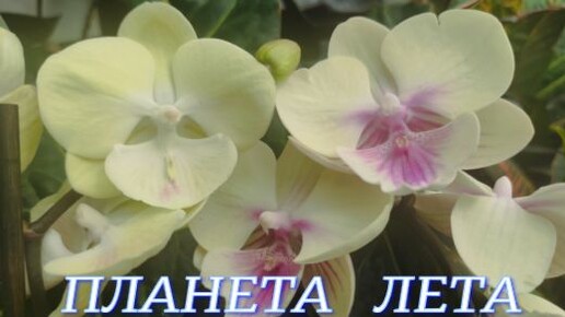 №494/ ОБЗОР орхидей в с/ц ПЛАНЕТА ЛЕТА