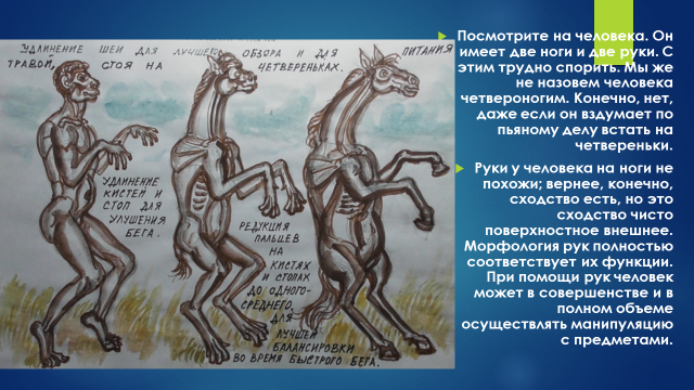 Посмотрите на человека. Он имеет две ноги и две руки. С этим трудно спорить. Мы же не назовем человека четвероногим. Конечно, нет, даже если он вздумает по пьяному делу встать на четвереньки. А почему мы тогда называем лошадей четвероногими, если конструкция передних конечностей у них похожа на руки.