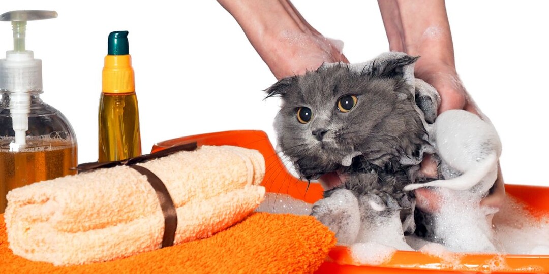 Как помыть кота без стресса: пошаговое руководство по купанию без драм и истерик