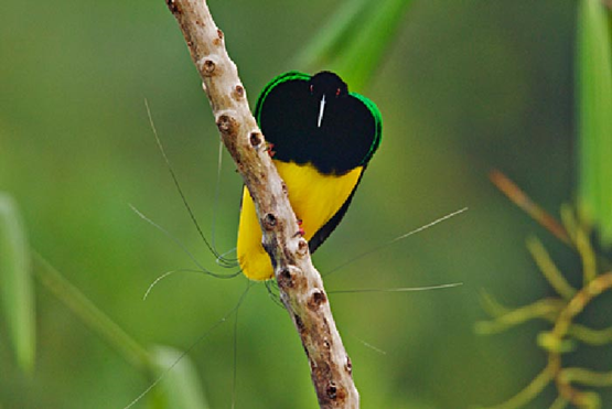 *очаровывает*