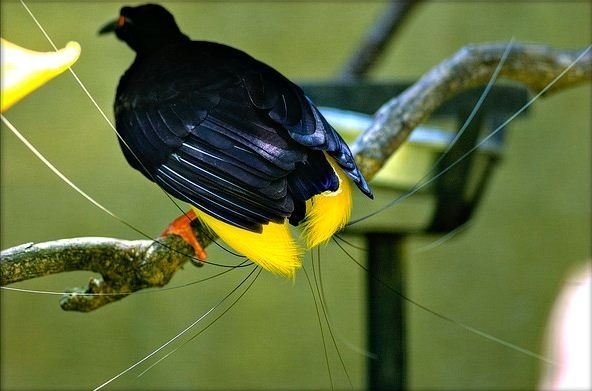 Словно наелся рыболовной лески