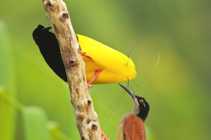 Смотри какие у меня формы!