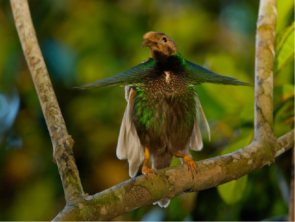 Как же мощны мои плечи, я готов стать новым Атлантом!