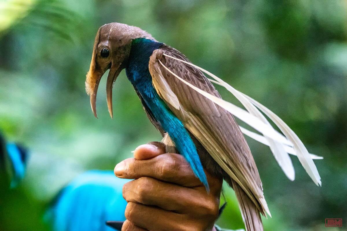 Куда тянешь руки, Человек?!