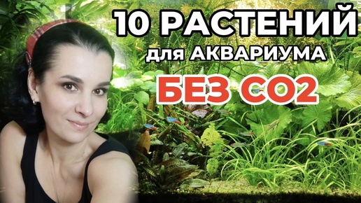 10 простых аквариумных растений без СО2