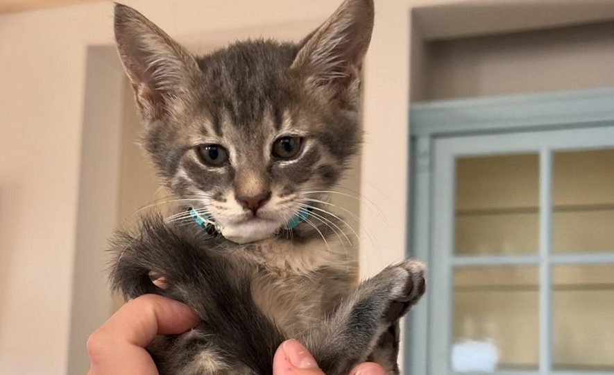 Котенок, спасенный из моря, стал звездой соцсетей