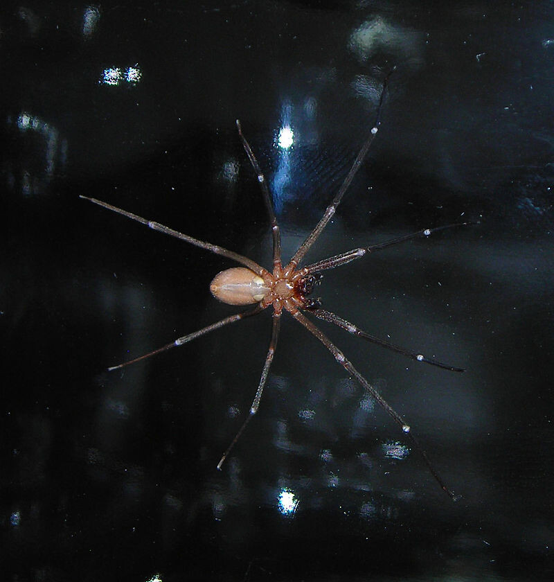 Вид паука снизу. Фото: Br-recluse-guy. Общественное достояние,