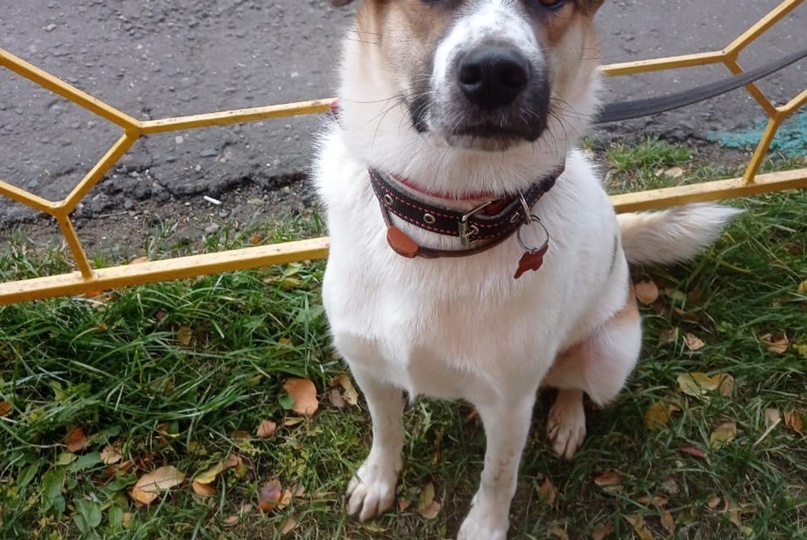 Волонтеры нашли собаке новый дом, но забыли, когда это произошло