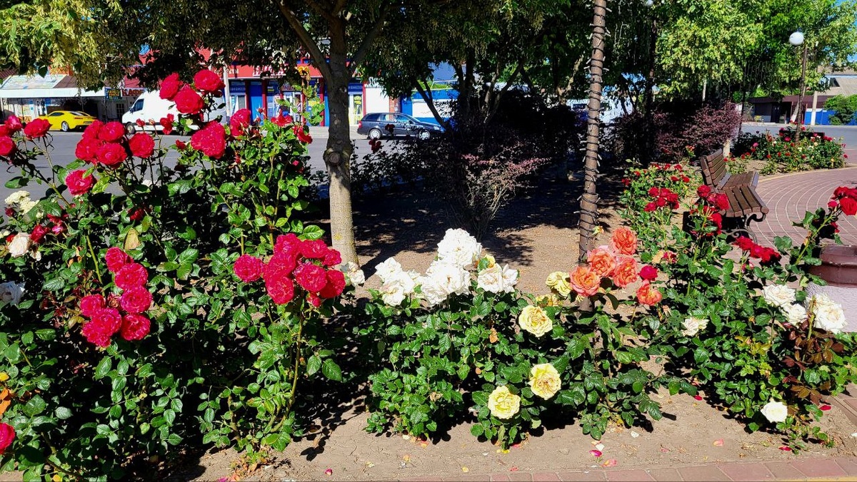 Красивая фото-зона с розами и дельфинами в центре Кирилловки. Фото автора.