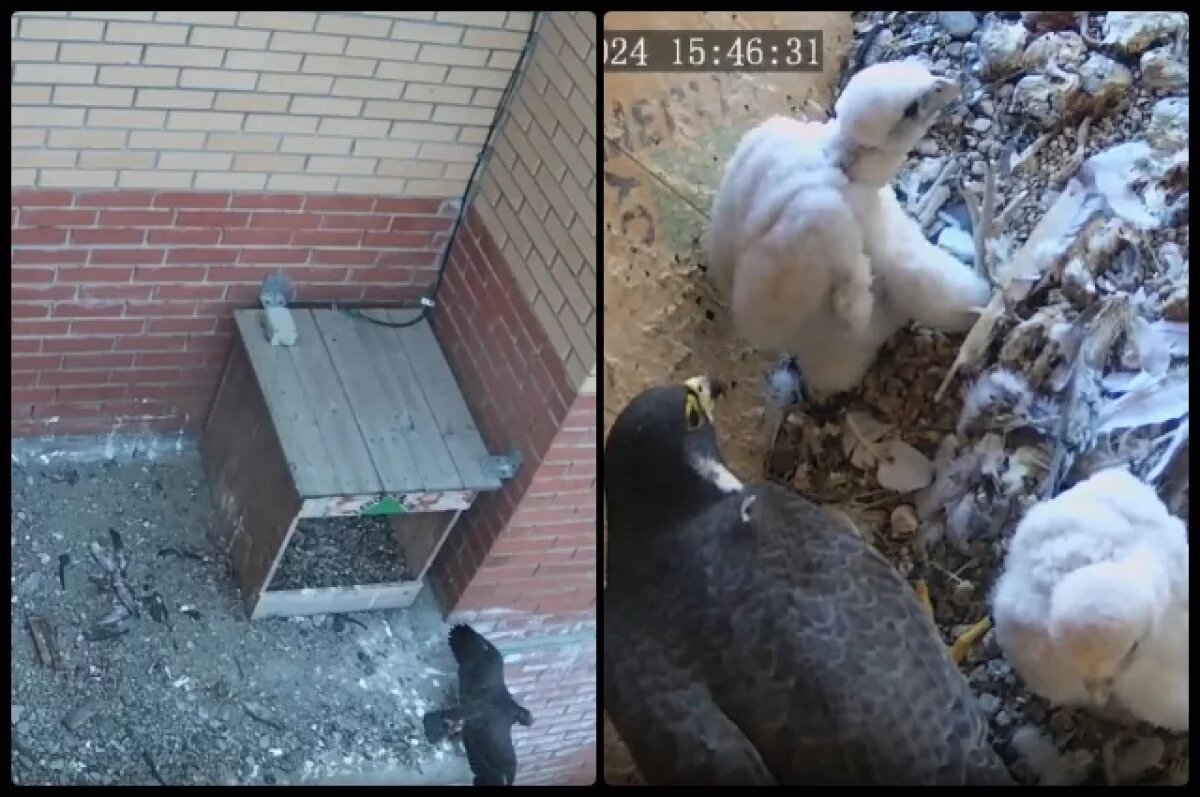    Сапсаны в седьмой раз вывели птенцов на крыше многоэтажки в Новосибирске