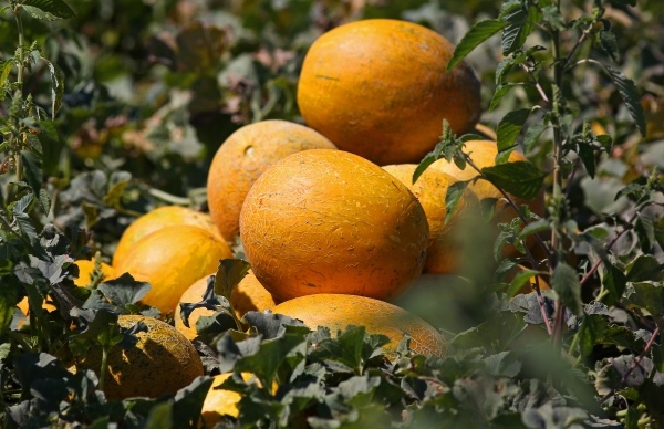 Фото: РИА Новости/Виталий Тимкив