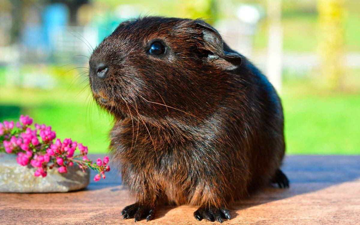 Пушистый оракул: что сулит сон про морскую свинку?