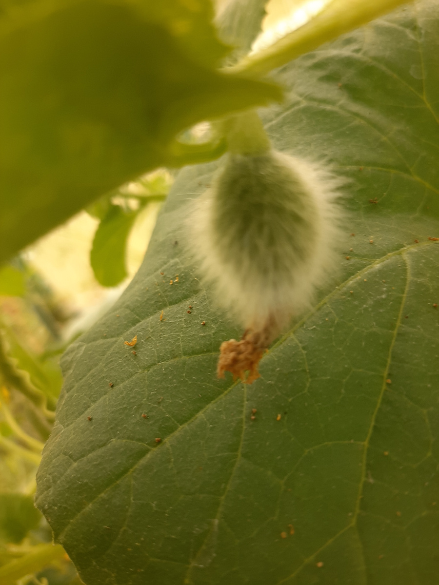 Из такой маленькой дыни вырастит большая и сладкая.