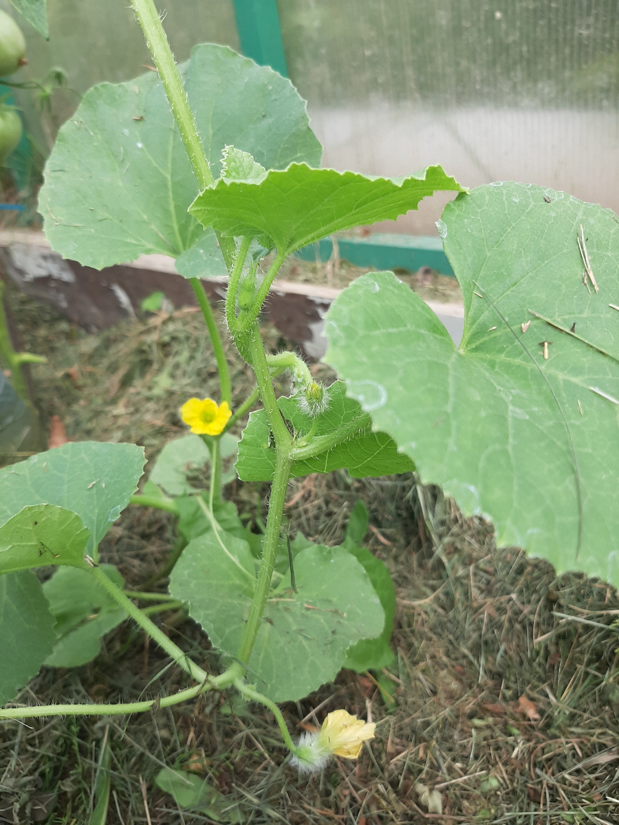 Выращивать дыни надо в парнике. 