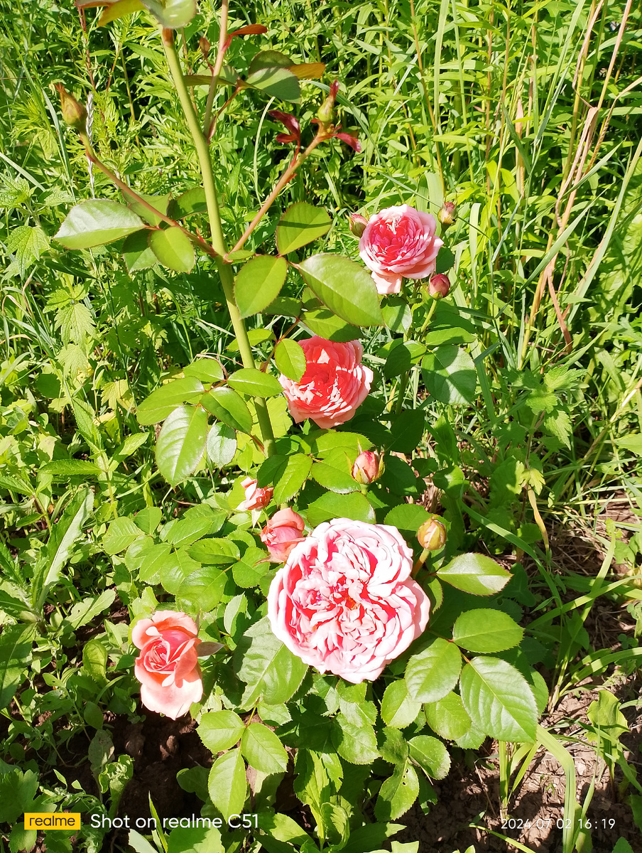 Мои розы.