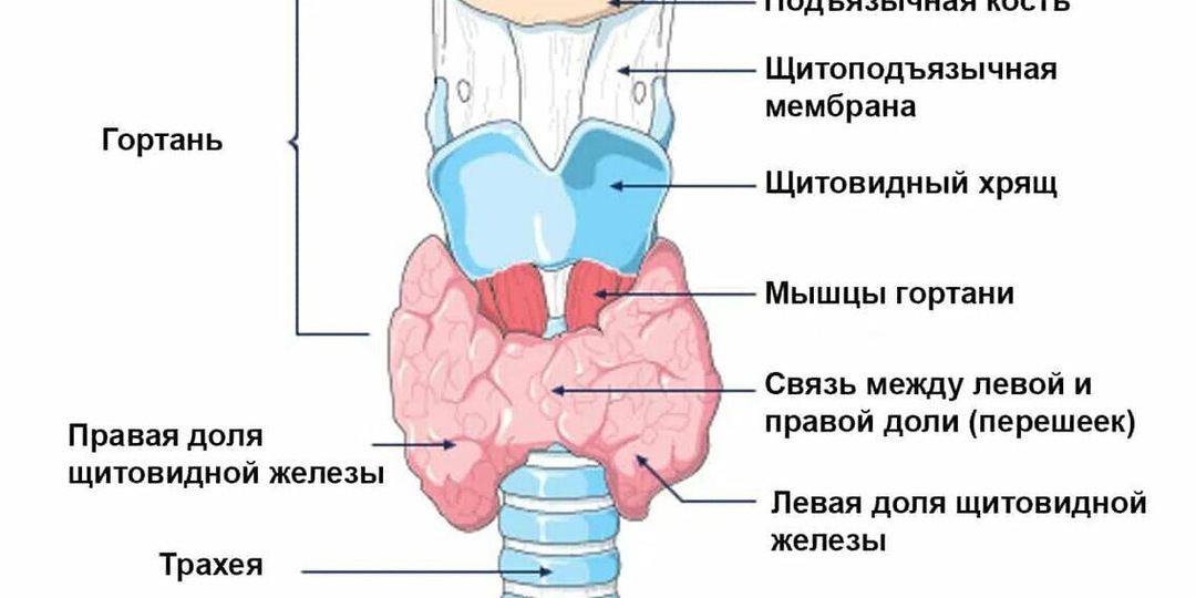 Рак щитовидной железы. Тихо и незаметно? Как распознать проблему? А главное как ее решить?