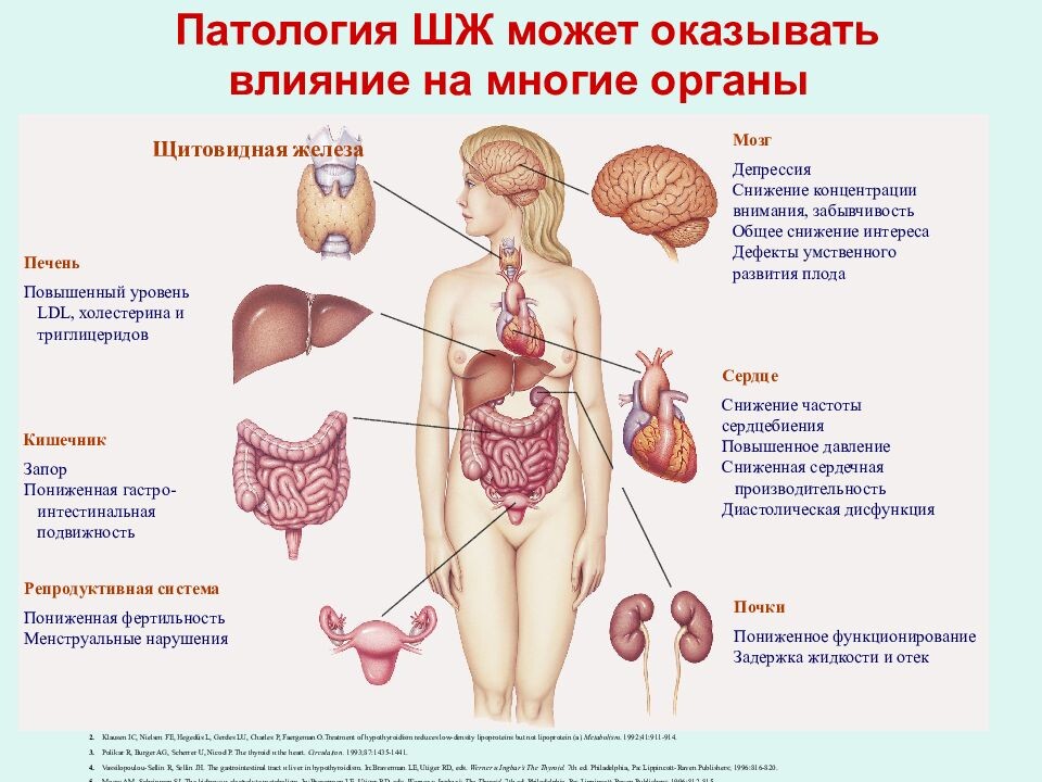 На картинке представлены процессы на которые непосредственно влияет щитовидная железа.