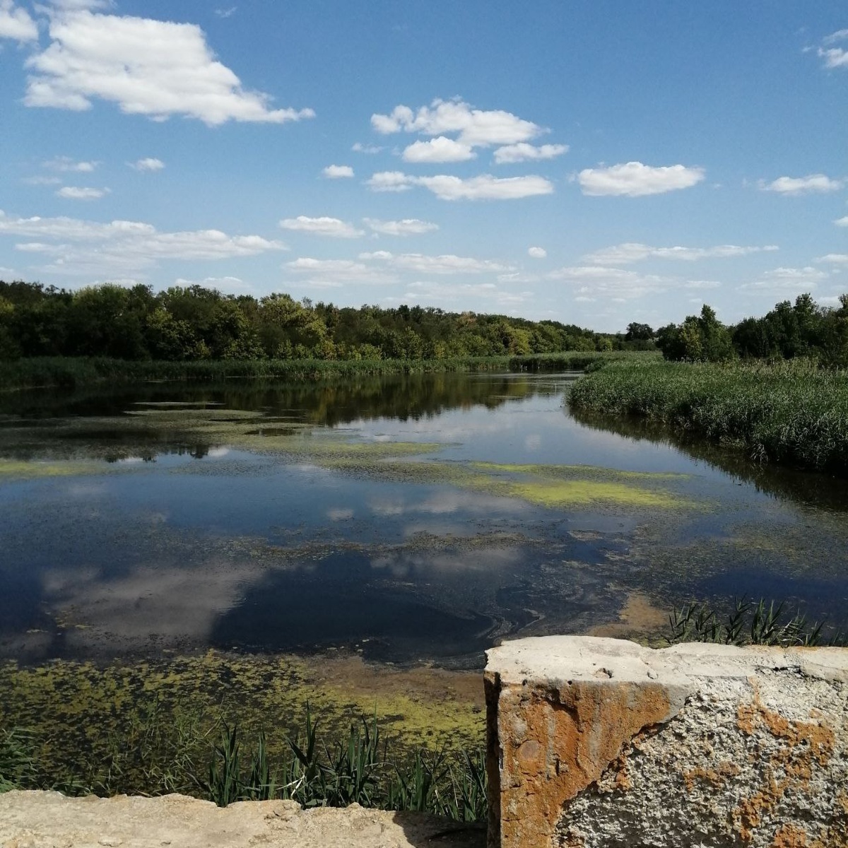 Речка Большой Несветай перед дамбой. Там еще где-то белая цапля есть вдали. 