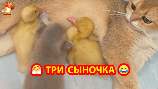 Утята поспали у Кошки с Котенком и пошли гулять во дворик ❣️🤗😂