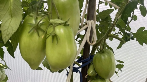 Сибирь. Обзор томатов, которые растут в теплице номер 2.