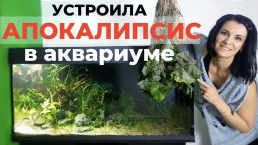 Масштабный редизайн аквариума травника на 400 литров