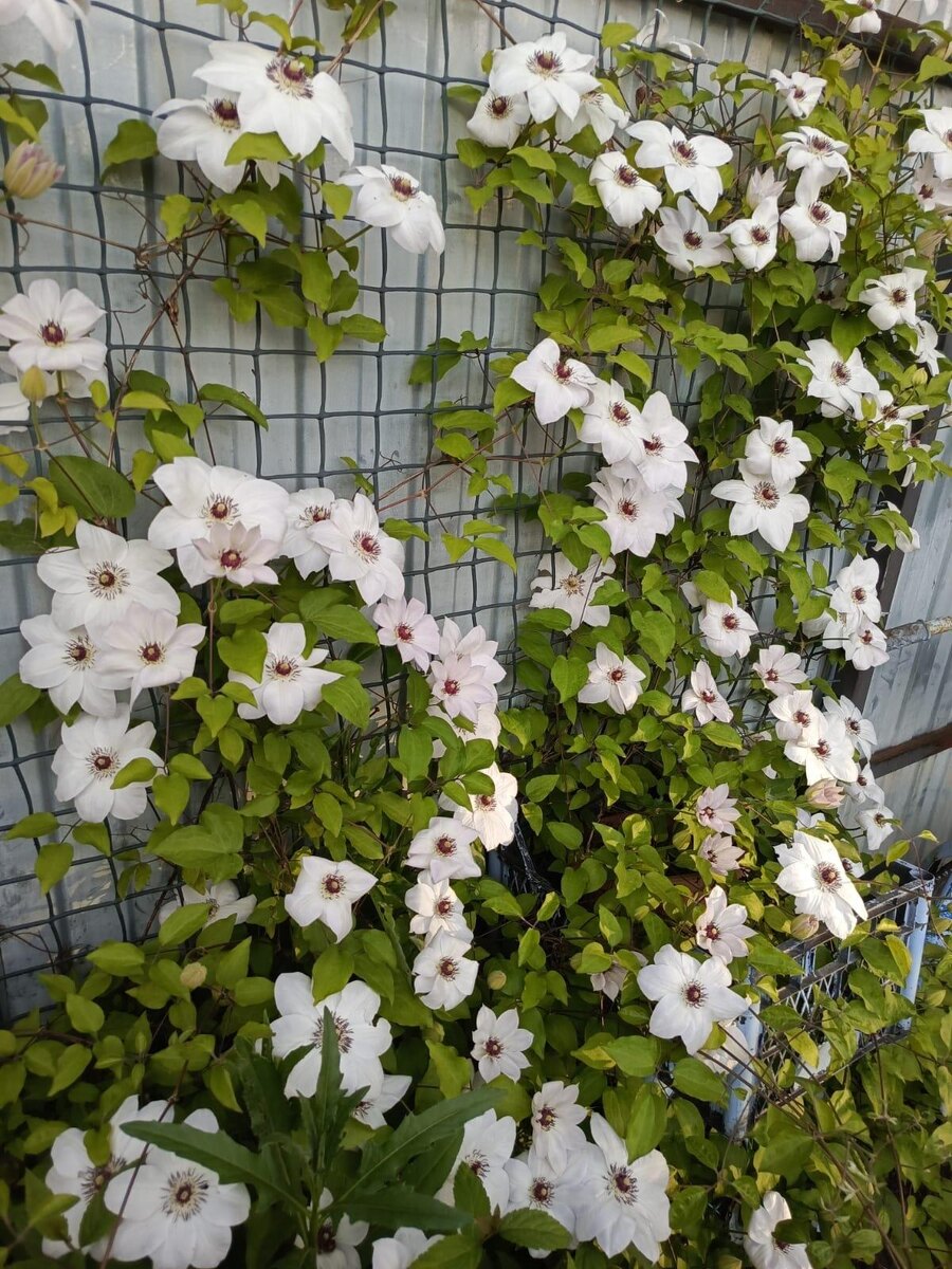 Зацветает самым первым в конце мая