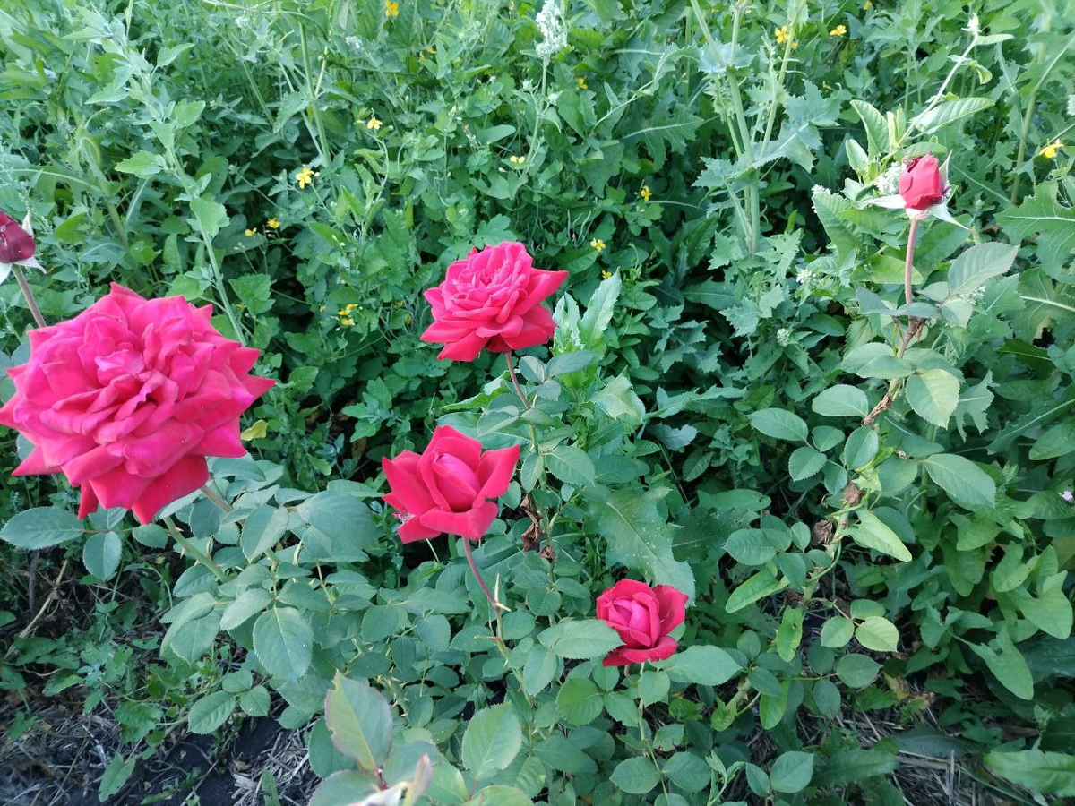 Фото автора.