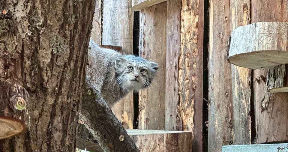 Фото: Ленинградский зоопарк