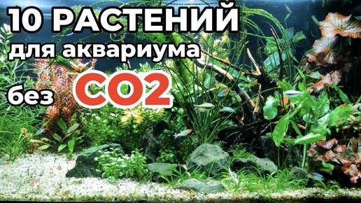 10 простых растений для аквариума без CO2. Часть II