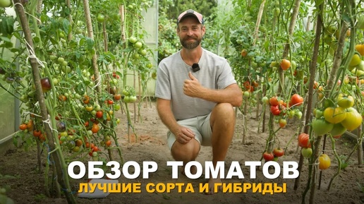 Томаты завалили урожаем. Обзор сортов томатов в моей теплице. Часть 1.