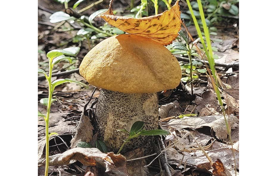 Желто-бурый подосиновик (Leccinum versipelle)