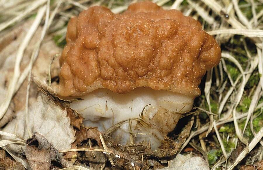 Строчок гигантский (Gyromitra gigas)