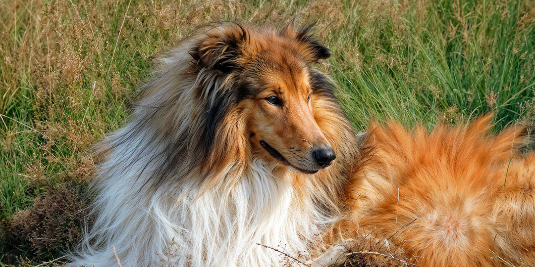 Вожак и Миранда