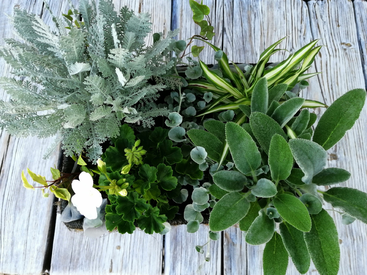 Здесь хорошо видно, что кустистые (пеларгония, пижма, чистец, хлорофитум) растения я рассадила по углам кашпо. 